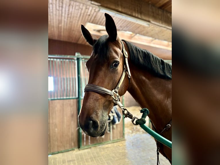 Holsteiner Hongre 7 Ans 175 cm Bai in BalingenBalingen