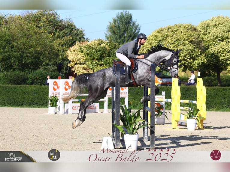 Holsteiner Hongre 7 Ans 175 cm Gris in Sežana