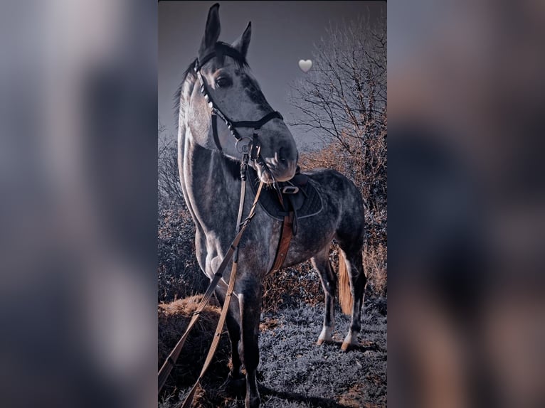 Holsteiner Hongre 7 Ans 175 cm Gris in Sežana