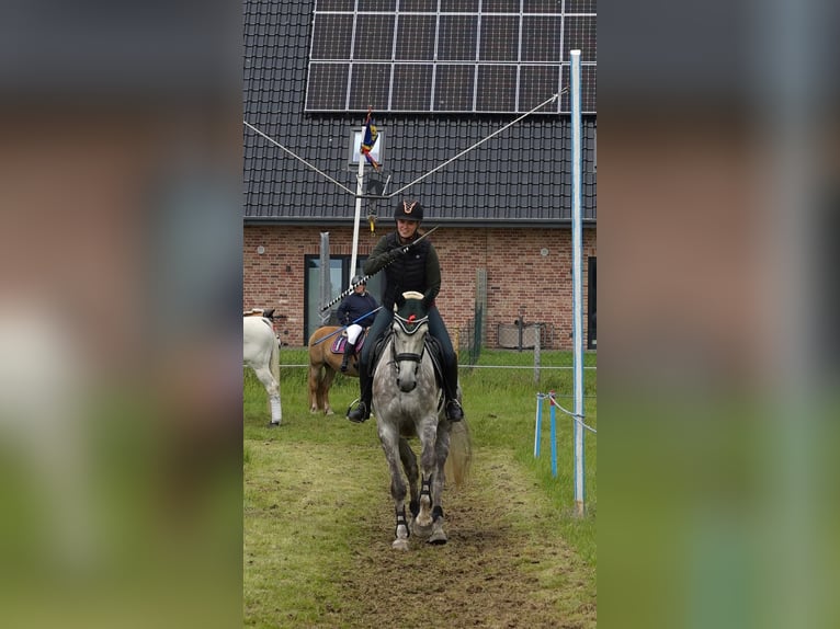 Holsteiner Hongre 7 Ans 175 cm Gris pommelé in Krumstedt