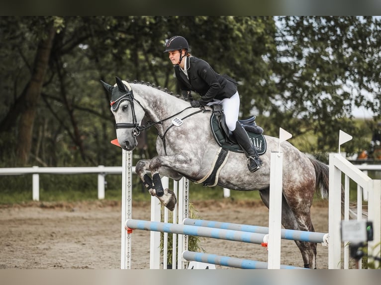 Holsteiner Hongre 7 Ans 175 cm Gris pommelé in Krumstedt