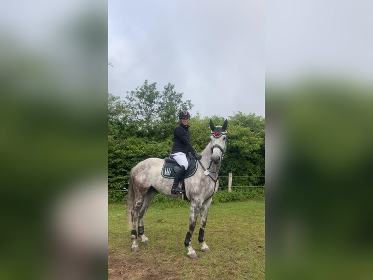 Holsteiner Hongre 7 Ans 175 cm Gris pommelé in Krumstedt