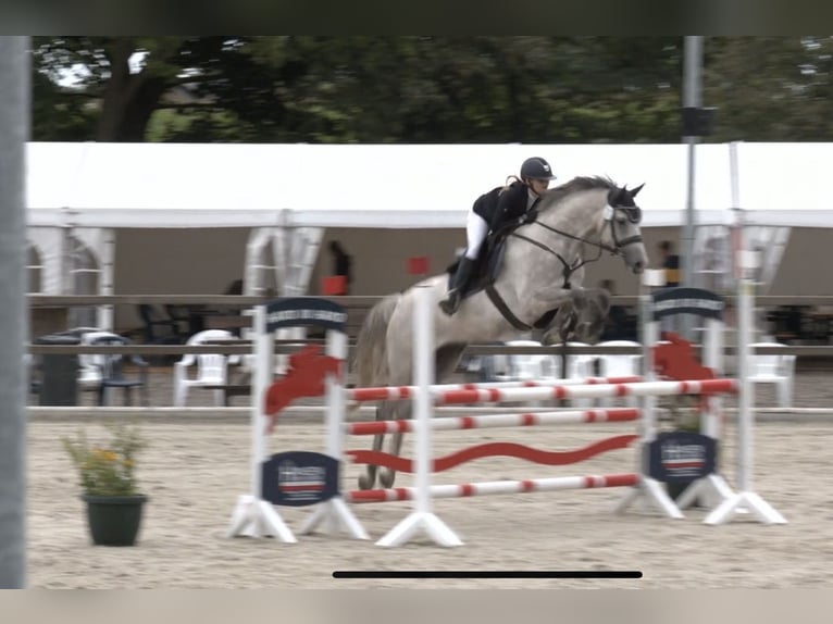 Holsteiner Hongre 7 Ans 175 cm Gris pommelé in Flensburg