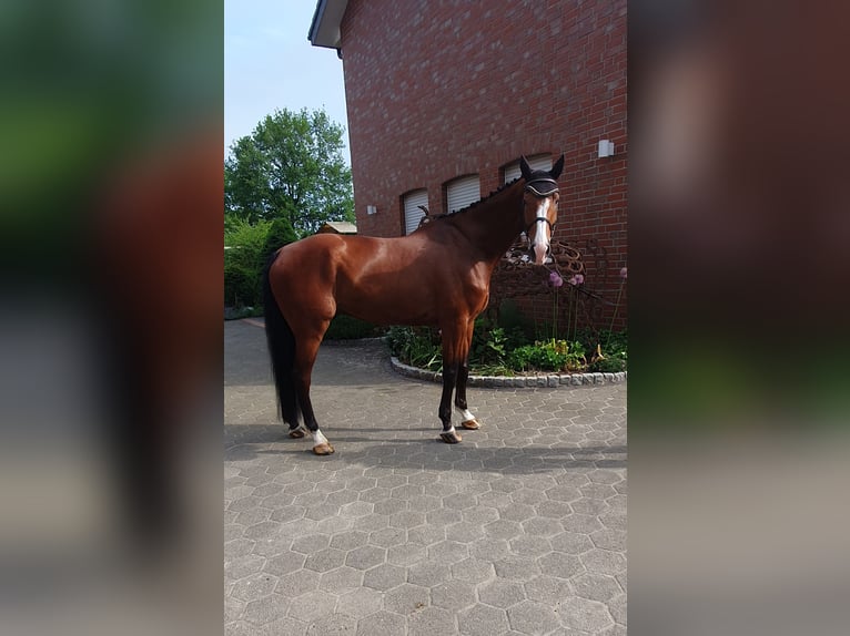 Holsteiner Hongre 7 Ans 176 cm Bai in Bad Laer