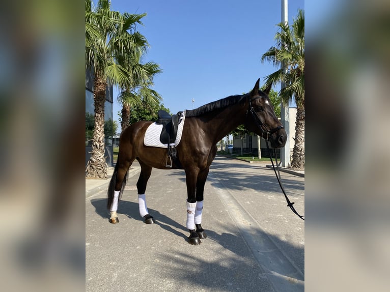 Holsteiner Hongre 7 Ans 177 cm Bai brun in Garrapinillos (Zaragoza)