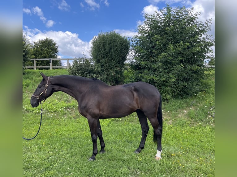 Holsteiner Hongre 7 Ans 178 cm Noir in Bonn