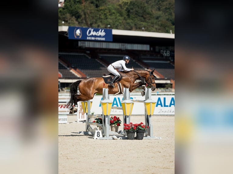 Holsteiner Hongre 7 Ans 182 cm Bai in Prague