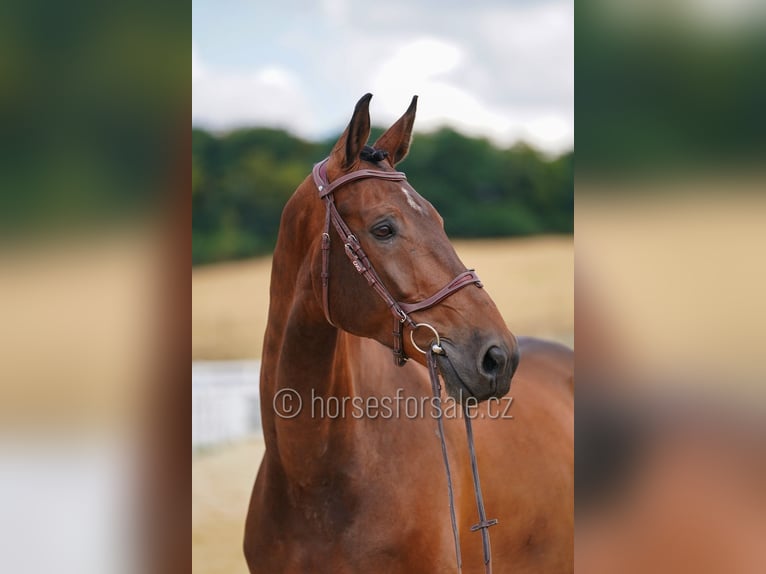 Holsteiner Hongre 7 Ans 183 cm Bai in Region Prag