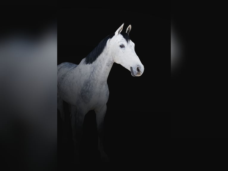 Holsteiner Hongre 8 Ans 162 cm Gris in Balkasodis