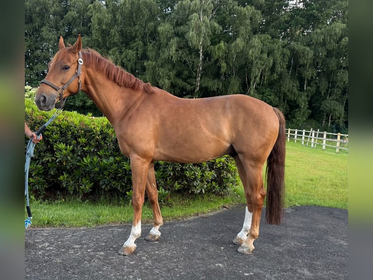 Holsteiner Hongre 8 Ans 163 cm Alezan brûlé in Thuine