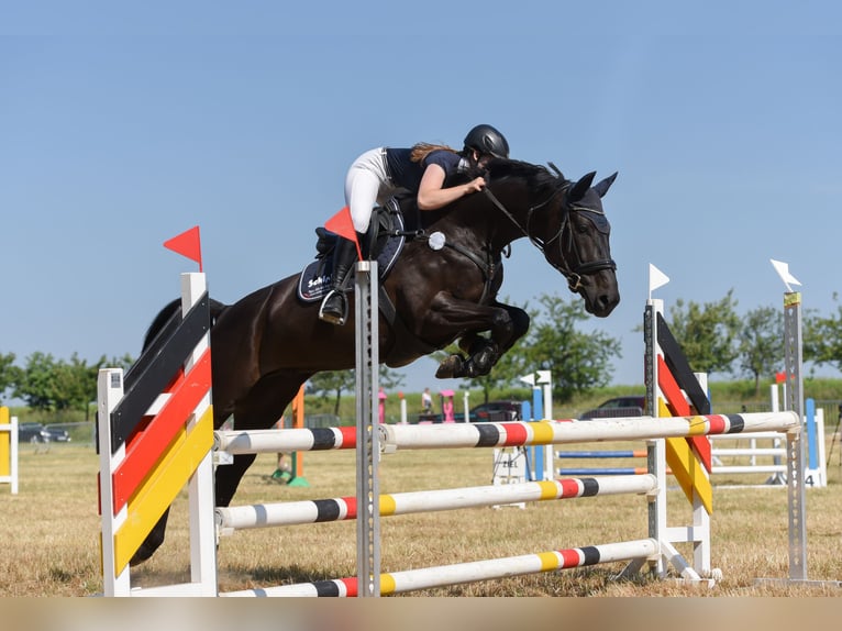 Holsteiner Hongre 8 Ans 167 cm Bai brun in Gera