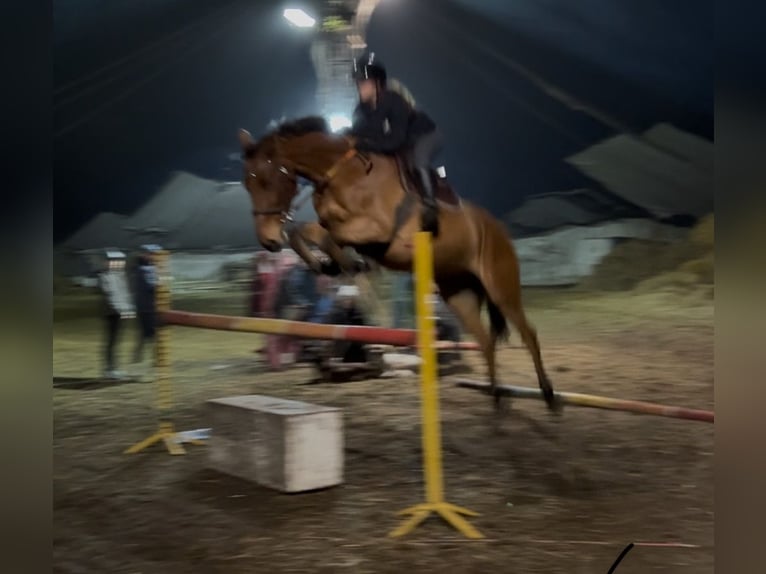 Holsteiner Hongre 8 Ans 168 cm  in Dolnik