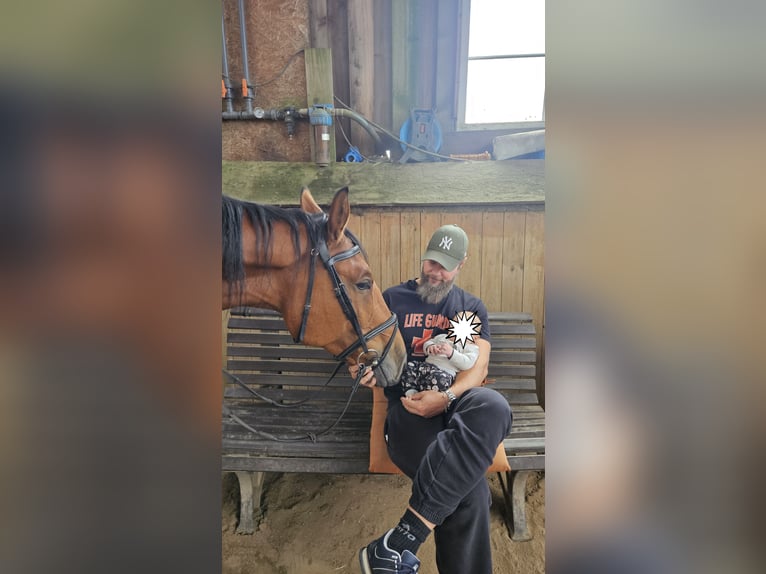 Holsteiner Hongre 8 Ans 170 cm Bai in Wienhausen