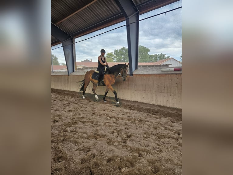 Holsteiner Hongre 8 Ans 170 cm Bai in Wienhausen