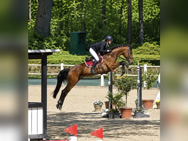 Holsteiner Hongre 8 Ans 170 cm Bai in Pelmberg