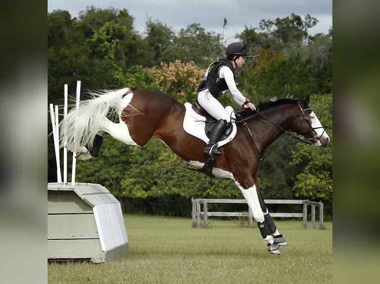 Holsteiner Hongre 8 Ans 170 cm  in Sant Just Desvern