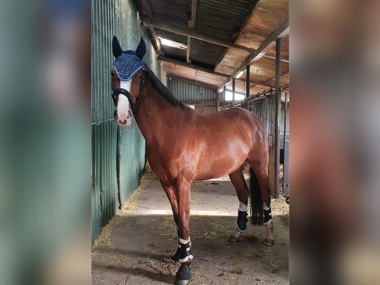 Holsteiner Hongre 8 Ans 170 cm in Schafflund