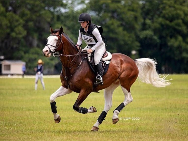 Holsteiner Hongre 8 Ans 170 cm Tobiano-toutes couleurs in Wolvega