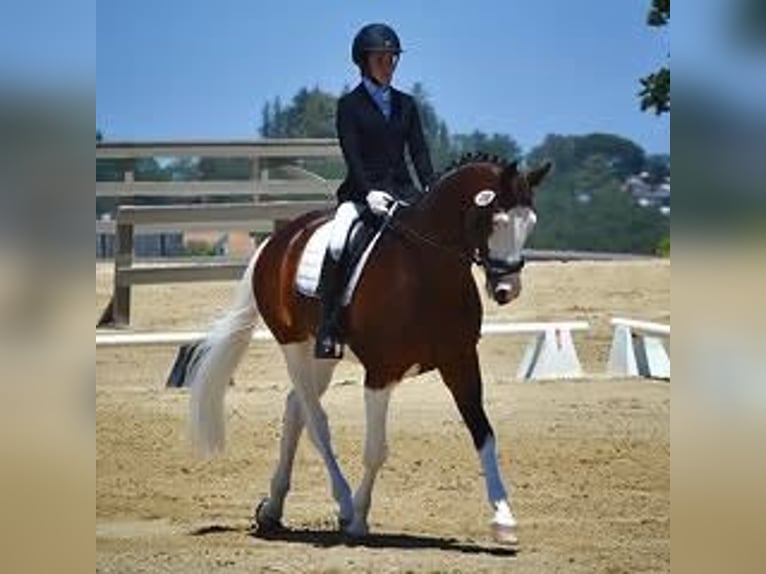 Holsteiner Hongre 8 Ans 170 cm Tobiano-toutes couleurs in St. Gallen