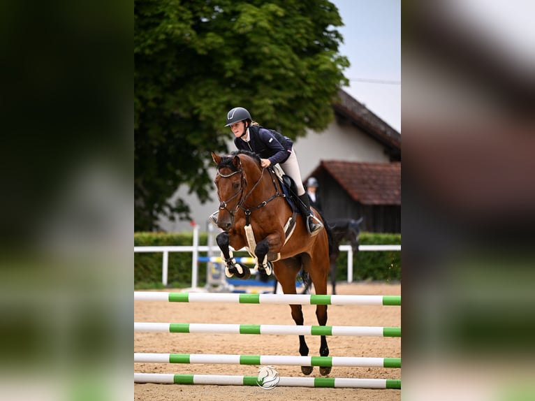 Holsteiner Hongre 8 Ans 171 cm Bai in Ranshofen