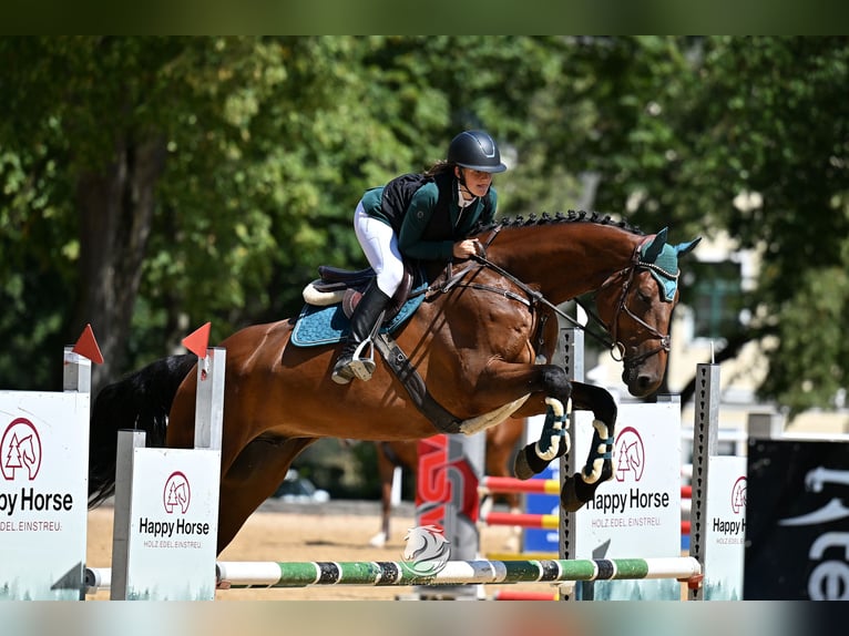 Holsteiner Hongre 8 Ans 171 cm Bai in Ranshofen