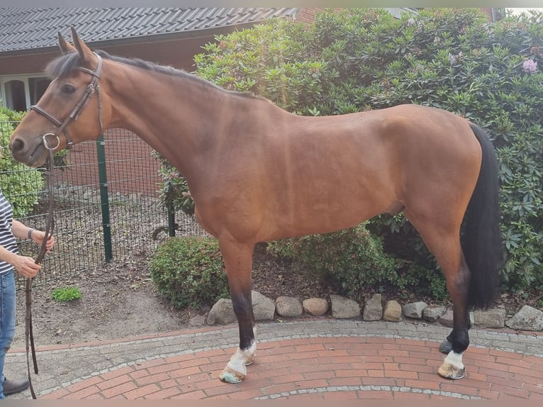 Holsteiner Hongre 8 Ans 171 cm Bai in Wettrup