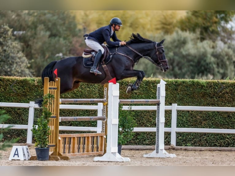 Holsteiner Hongre 8 Ans 171 cm  in Madrid