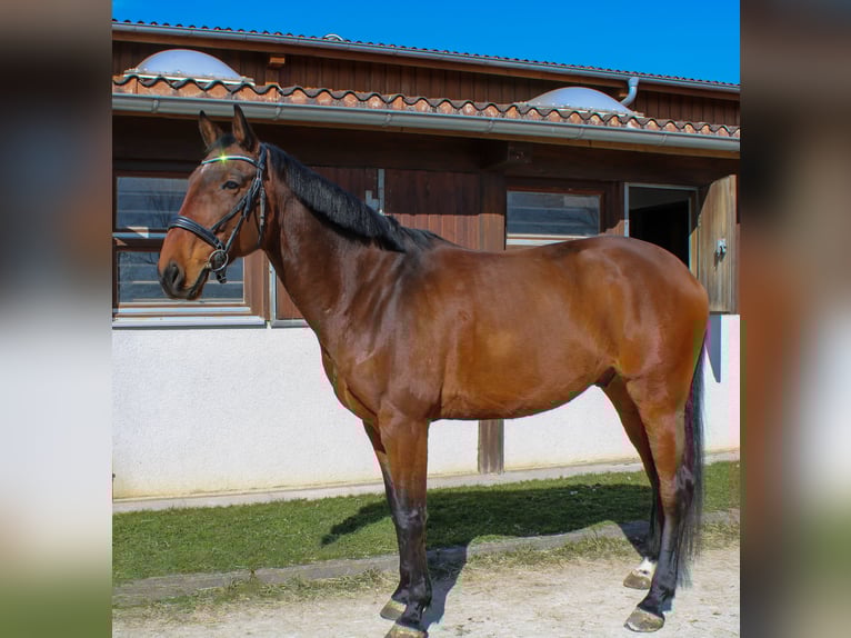 Holsteiner Hongre 8 Ans 172 cm Bai in Giengen an der Brenz