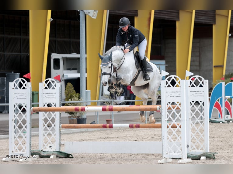 Holsteiner Hongre 8 Ans 172 cm Gris in Zielebach