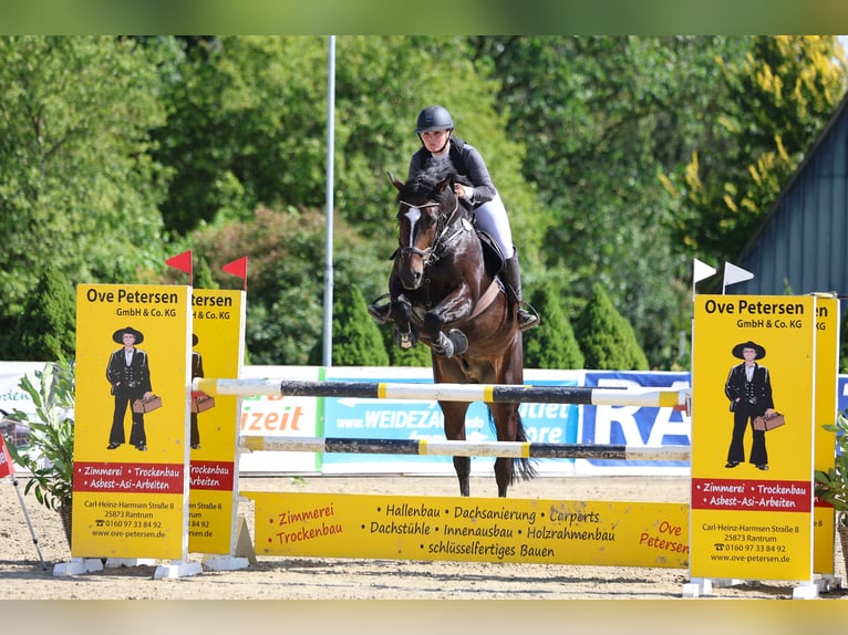 Holsteiner Hongre 8 Ans 173 cm Bai brun foncé in BehrendorfBehrendorf