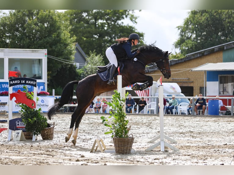 Holsteiner Hongre 8 Ans 173 cm Bai brun foncé in BehrendorfBehrendorf