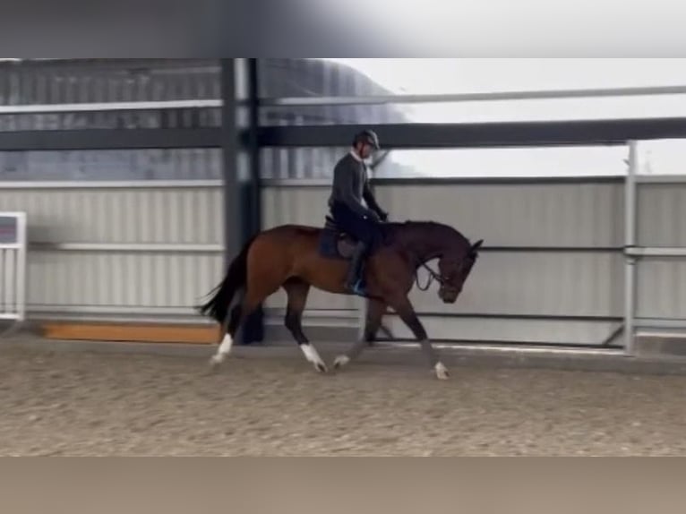 Holsteiner Hongre 8 Ans 173 cm Bai in Lindewitt