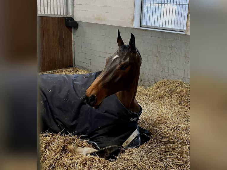 Holsteiner Hongre 8 Ans 173 cm Bai in Lindewitt