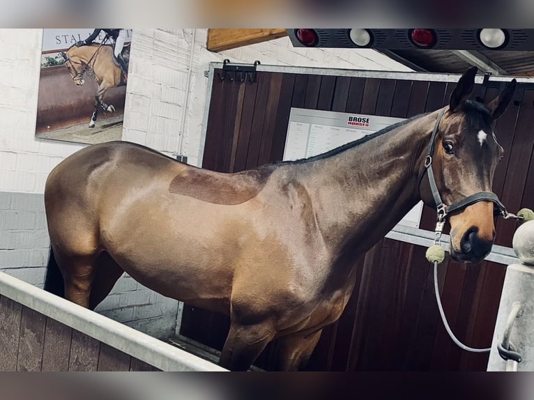 Holsteiner Hongre 8 Ans 173 cm Bai in Lindewitt