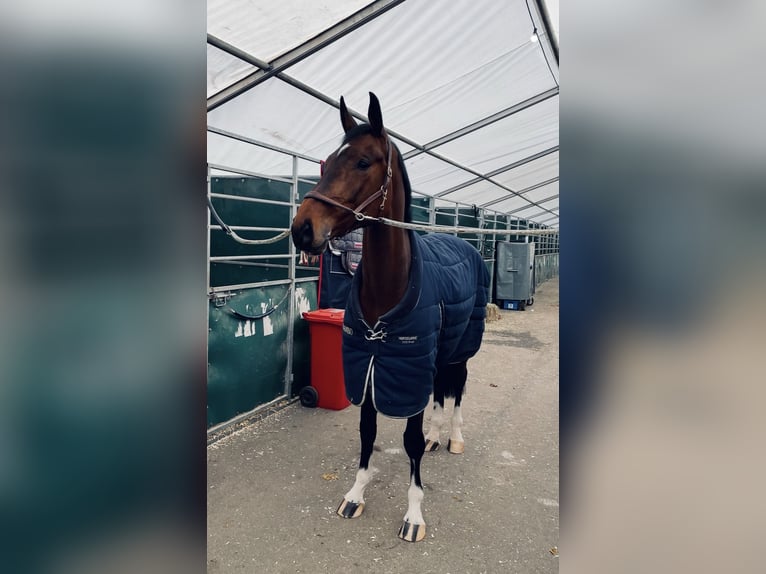 Holsteiner Hongre 8 Ans 173 cm Bai in Lindewitt