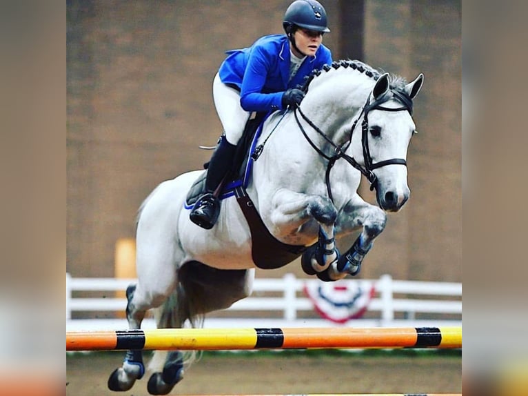 Holsteiner Hongre 8 Ans 173 cm Gris in Essenbach