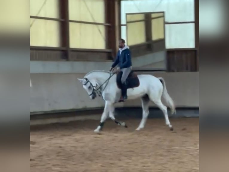 Holsteiner Hongre 8 Ans 173 cm Gris in Weil der Stadt