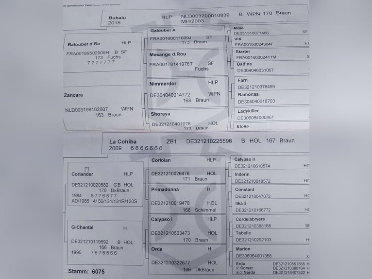 Holsteiner Hongre 8 Ans 174 cm Bai in Gärtringen