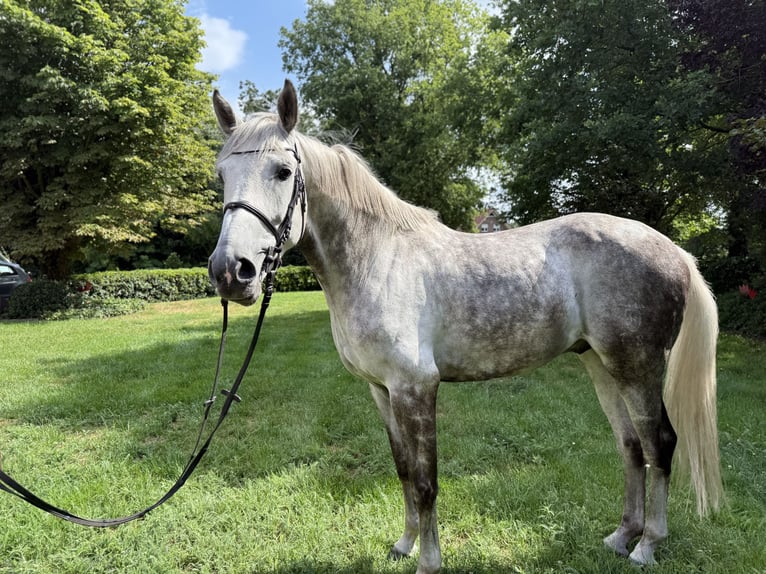 Holsteiner Hongre 8 Ans 174 cm Gris in L&#xF6;ningen