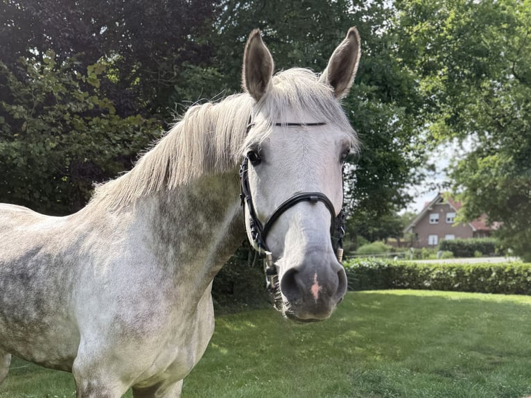 Holsteiner Hongre 8 Ans 174 cm Gris in L&#xF6;ningen