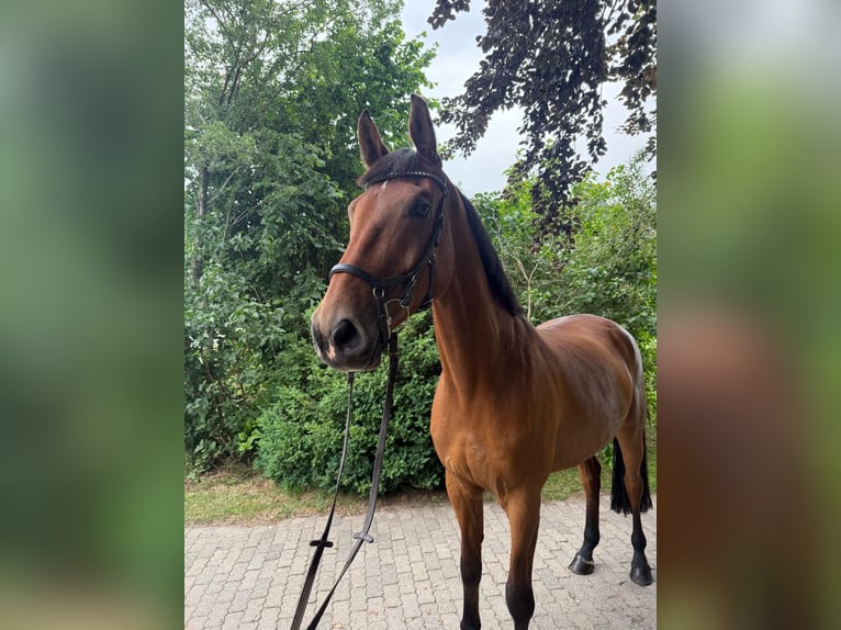 Holsteiner Hongre 8 Ans 175 cm Bai in Krumstedt