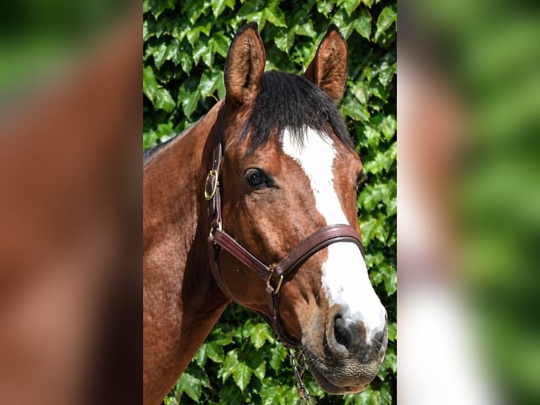 Holsteiner Hongre 8 Ans 178 cm Bai in Ratingen