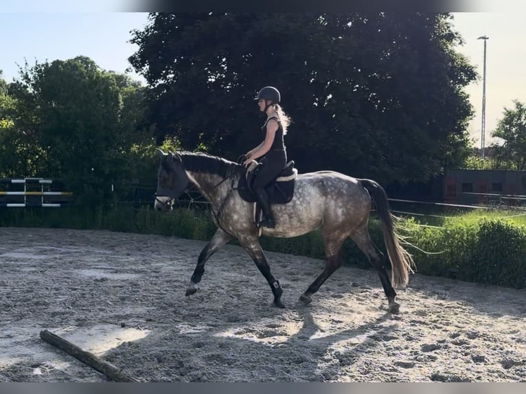 Holsteiner Hongre 8 Ans 182 cm Gris pommelé in Merkers-Kieselbach