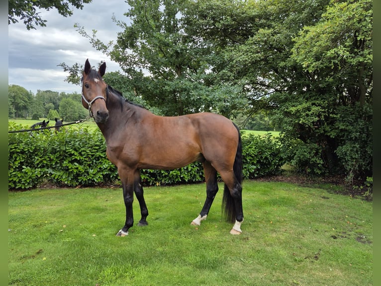 Holsteiner Hongre 8 Ans 183 cm Bai in Badbergen