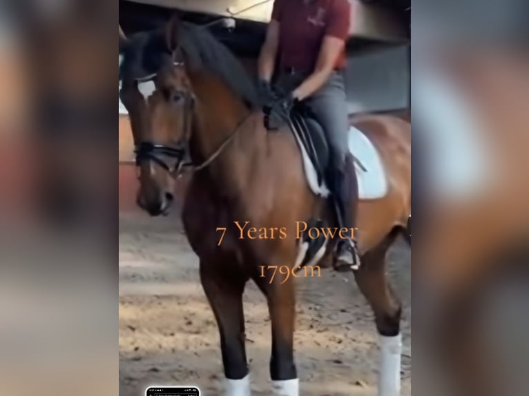 Holsteiner Hongre 8 Ans 183 cm Bai in Emmerich