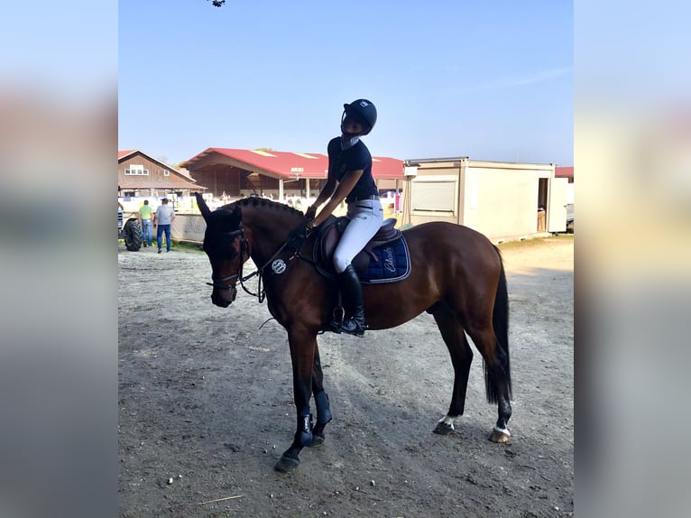 Holsteiner Hongre 9 Ans 165 cm Bai in Langerringen