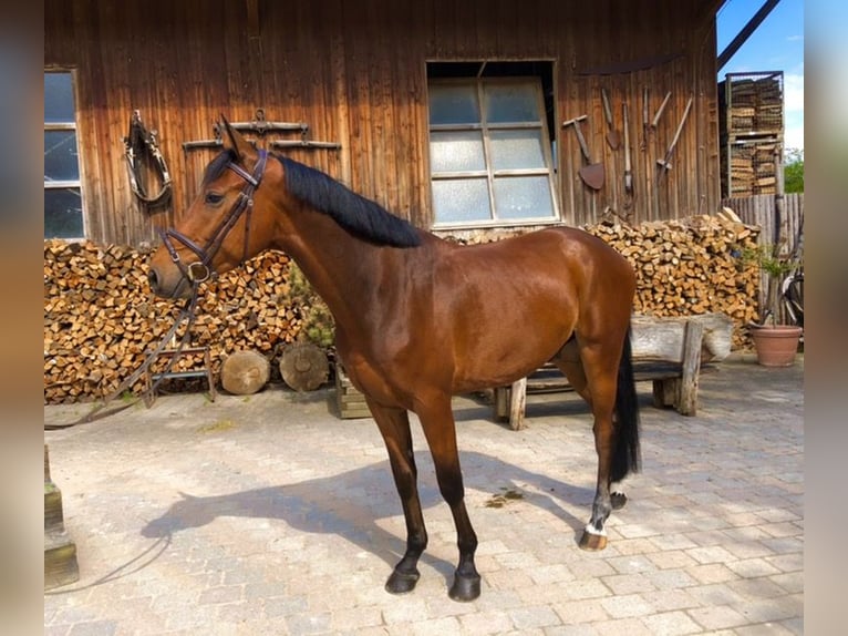 Holsteiner Hongre 9 Ans 165 cm Bai in Langerringen