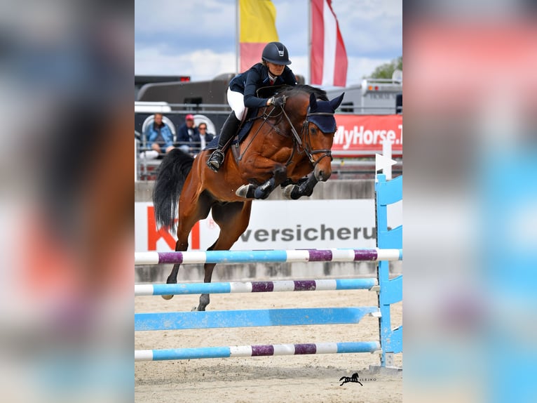 Holsteiner Hongre 9 Ans 165 cm Bai in Langerringen