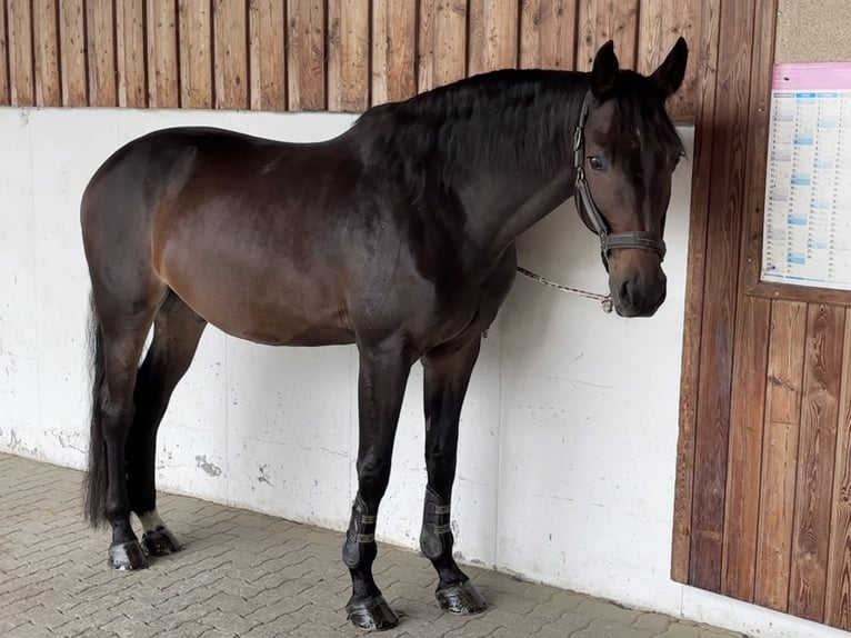 Holsteiner Hongre 9 Ans 167 cm Bai brun in Spittal an der Drau