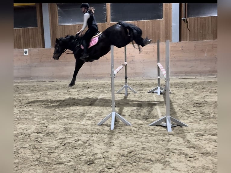 Holsteiner Hongre 9 Ans 167 cm Bai brun in Spittal an der Drau